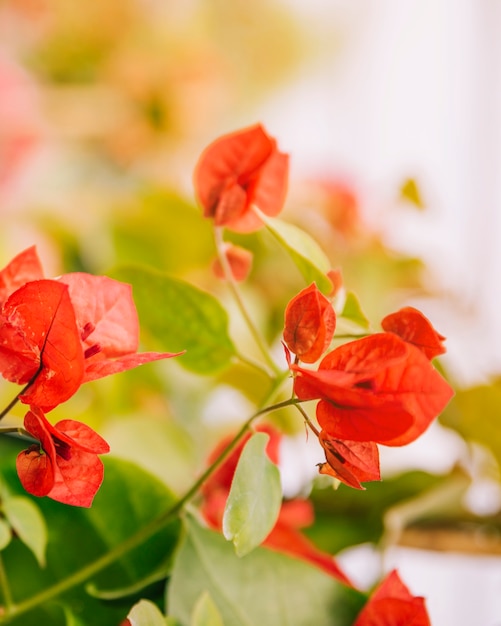 Kostenloses Foto rote bouganvillablumen gegen unscharfen hintergrund