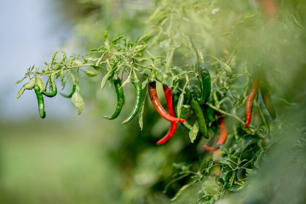 Rote chilis, die in asiatischen plantagen wachsen premium-foto