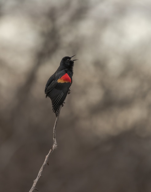 Rote geflügelte Amsel, die auf Zweig steht, während er mit unscharfem Hintergrund zwitschert