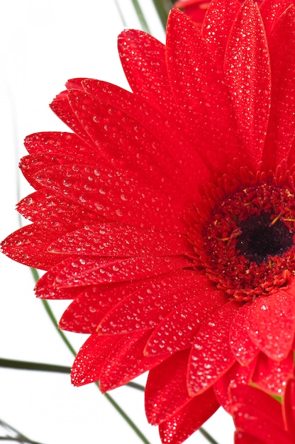 rote Gerbera hautnah