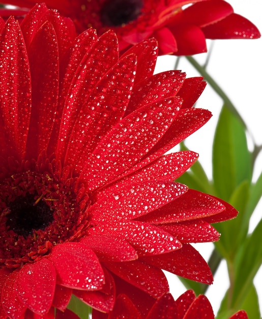 rote Gerbera hautnah