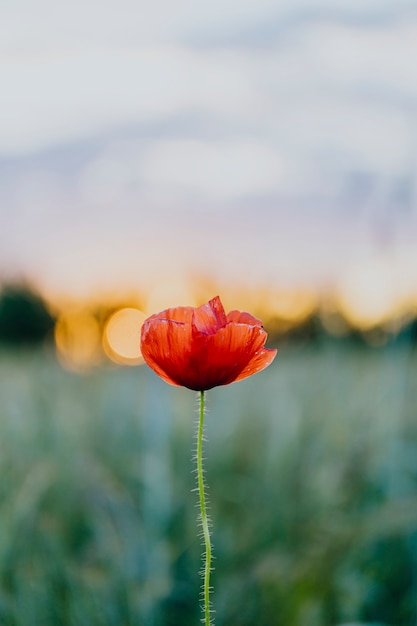 Rote Mohnblume bei Sonnenuntergang in einem Sommerfeld