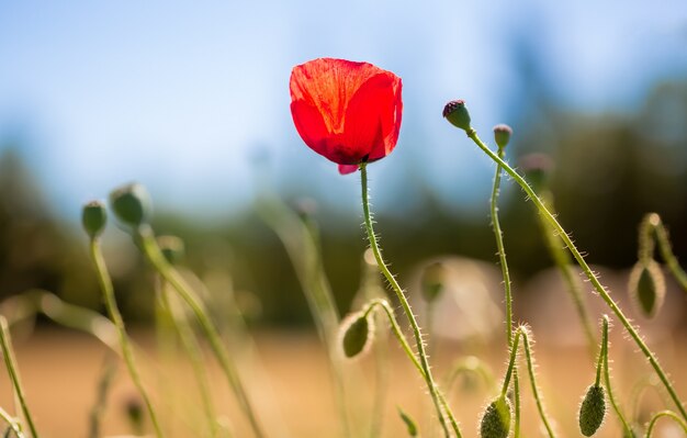 Rote Mohnblume mitten auf einem Feld