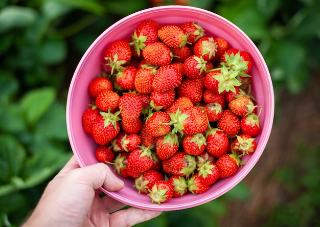 Rote reife erdbeeren liegen auf der offenen handfläche einer frau. das konzept der richtigen ernährung, landwirtschaft, natürlichen und gesunden lebensmittel. mit eigenen händen angebaut, ohne düngemittel, ohne gvo