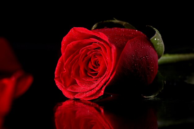 Rote Rose in der Dunkelheit