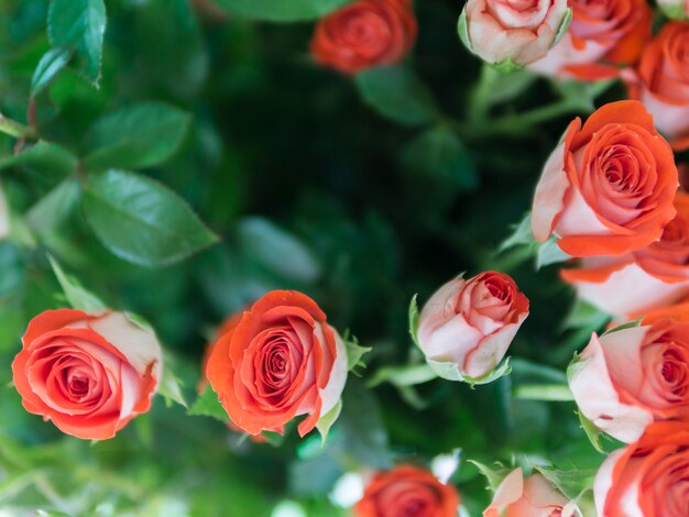 Rote Rosen der Draufsicht im Garten