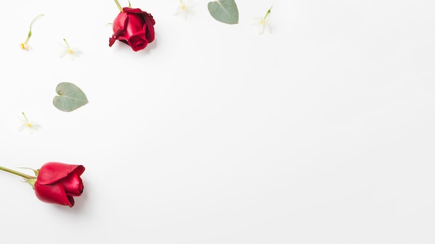 Rote Rosen und Blatt auf der Ecke des weißen Hintergrundes