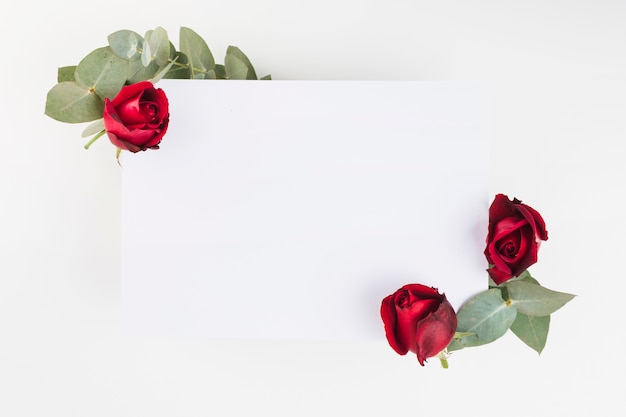 Rote Rosen verziert auf Weißbuch über dem weißen Hintergrund