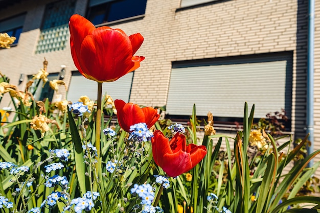 Rote schöne Tulpen, die tagsüber im Garten wachsen