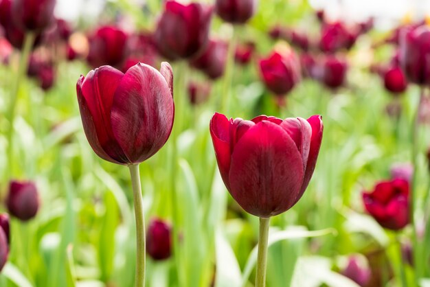 Rote Tulpe im Frühling