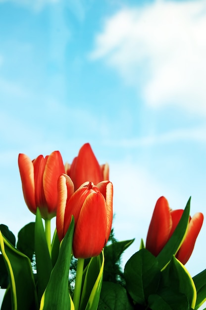 Rote Tulpe mit Wolken