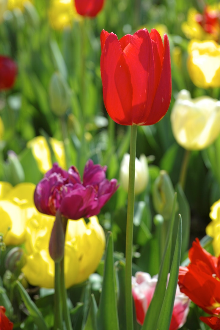 Kostenlose Foto rote tulpe