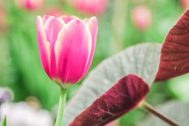 Rote Tulpen