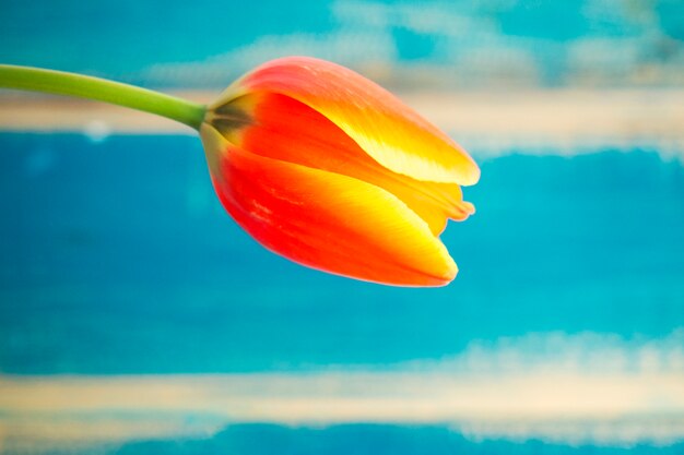 Rote Tulpenblume auf hölzernem Hintergrund