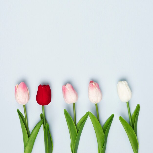 Rote und weiße Tulpen der Draufsicht