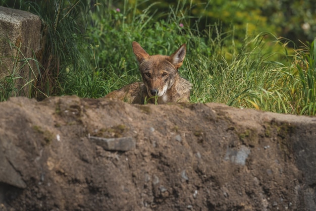 Rote Wolfe verstecken