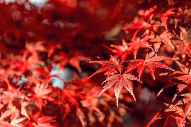 Roter Ahorn im Herbst.