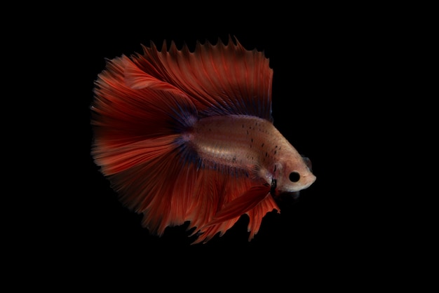 Roter betta-fisch