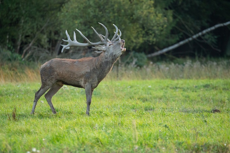 Kostenlose Foto roter hirsche im natürlichen lebensraum während der hirsche-rute europäische wildtiere