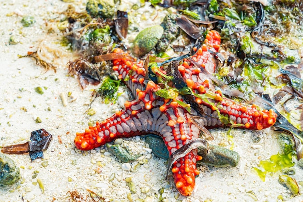 Kostenloses Foto roter seestern an einem sandstrand in algen bei ebbe. nungwi, sansibar, tansania