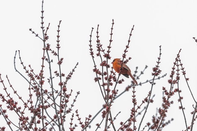 Kostenloses Foto roter vogel auf einem ast