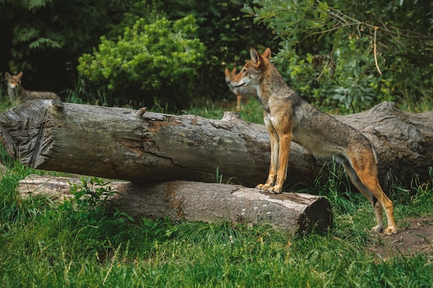 Roter Wolf mit Rudel