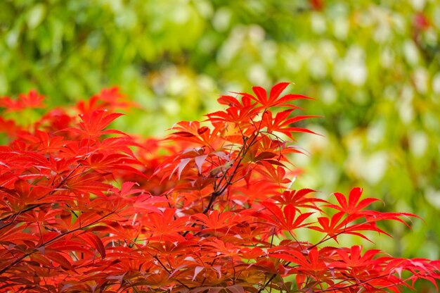 rotes Blatt