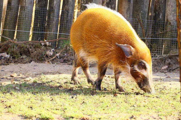 Rotes Flussschwein, das auf dem Boden geht, der im Gras bedeckt ist