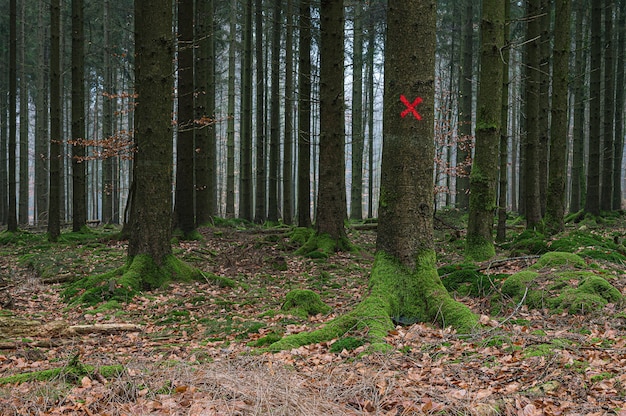 Rotes ziel auf einem baum im wald