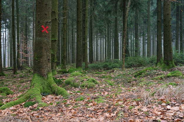 Rotes Ziel auf einem einzelnen Baum im Wald