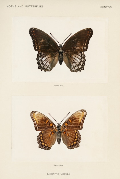 Rotfleckiges Purpur (Limenitis Ursula) aus Motten und Schmetterlingen der Vereinigten Staaten