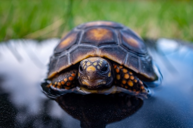 Rotfußschildkröte (Chelonoidis Carbonarius)