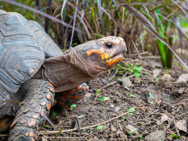 Rotfußschildkröte, die im trockenen Boden läuft