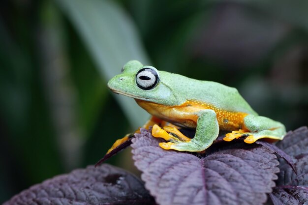 Rotgefärbter Laubfrosch Nahaufnahme auf Blättern Rotgefärbter Laubfrosch Agalychnis callidryas Nahaufnahme auf Blume