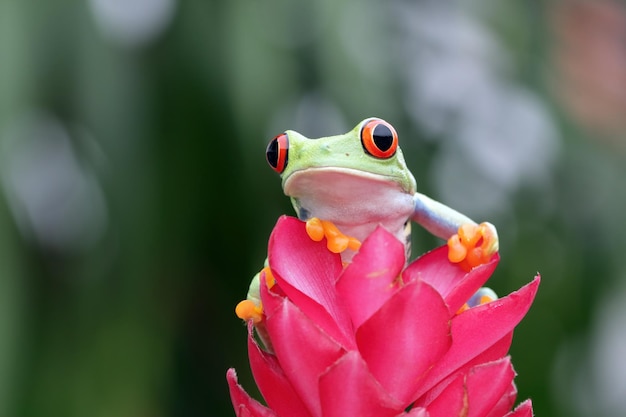 Rotgefärbter Laubfrosch Nahaufnahme auf Blättern Rotgefärbter Laubfrosch Agalychnis callidryas Nahaufnahme auf Blume