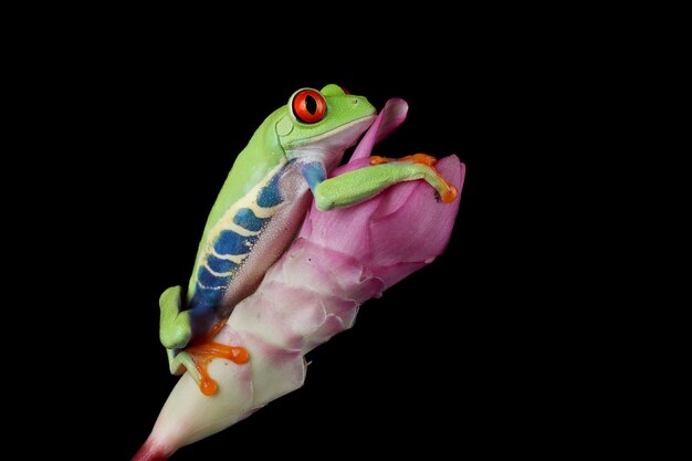 Rotgefärbter Laubfrosch Nahaufnahme auf Blättern Rotgefärbter Laubfrosch Agalychnis callidryas Nahaufnahme auf Blume