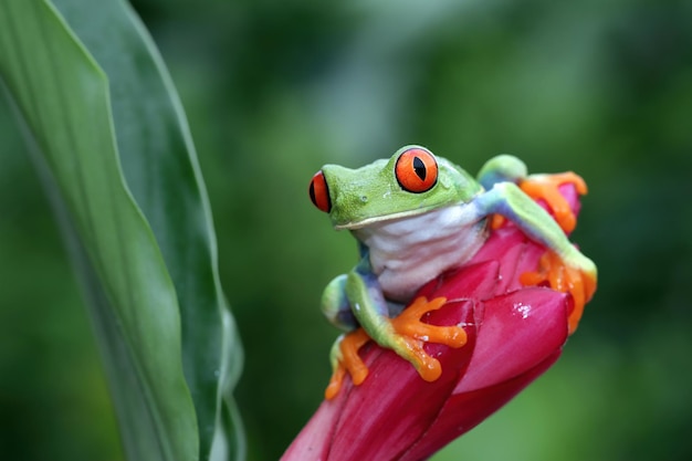 Rotgefärbter Laubfrosch Nahaufnahme auf Blättern Rotgefärbter Laubfrosch Agalychnis callidryas Nahaufnahme auf Zweig