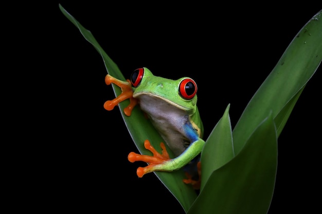 Rotgefärbter Laubfrosch Nahaufnahme auf Blättern Rotgefärbter Laubfrosch Agalychnis callidryas Nahaufnahme auf Zweig