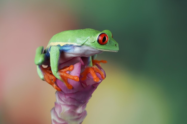 Rotgefärbter Laubfrosch sitzt auf grünen Blättern Rotgefärbter Laubfrosch Agalychnis callidryas Nahaufnahme auf Blume