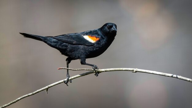 Rotgeflügelte Amsel