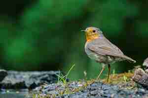 Kostenloses Foto rotkehlchen auf der natur