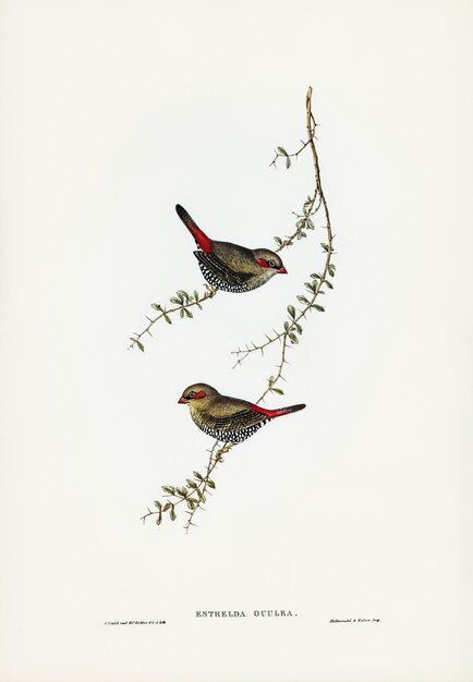 Rotohrfink (Estrelda oculea) von Elizabeth Gould