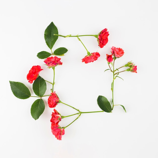 Rotrosenblumen und -blätter auf weißem Hintergrund