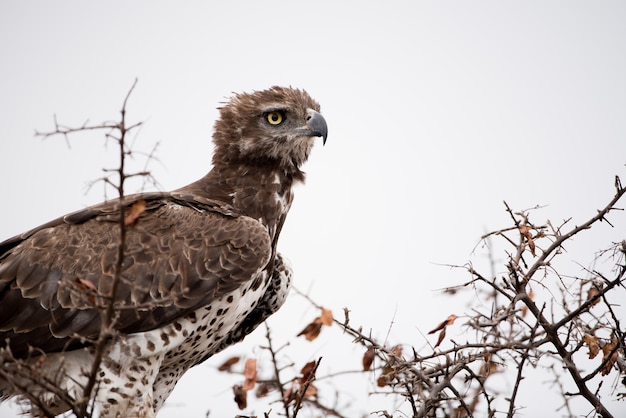 Rotschwanzbussard thront auf einem Ast