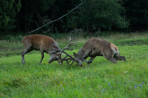 Rotwild auf grünem Hintergrund während der Hirschbrunft im Naturlebensraum