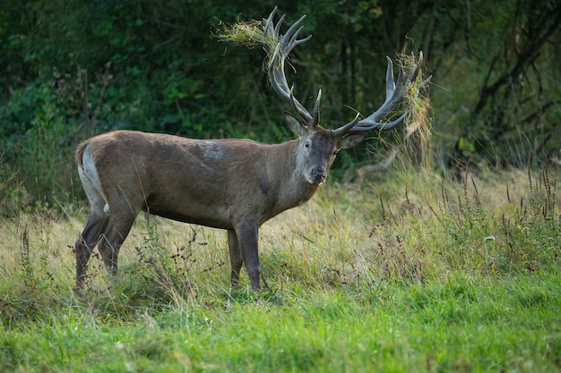 Kostenloses Foto rotwild auf grünem hintergrund während der hirschbrunft im naturlebensraum