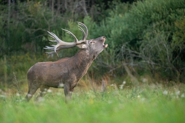 Rotwild auf grünem Hintergrund während der Hirschbrunft im Naturlebensraum