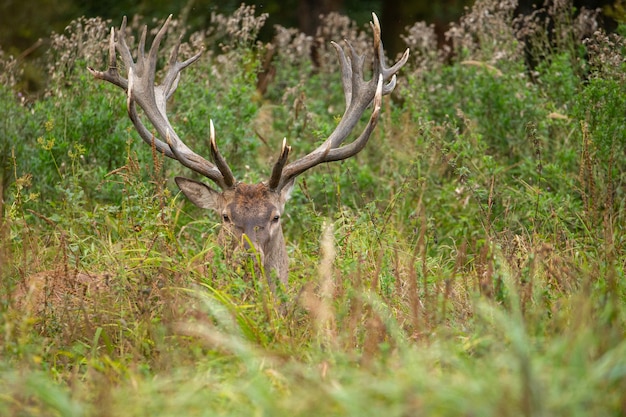 Rotwild auf grünem Hintergrund während der Hirschbrunft im Naturlebensraum