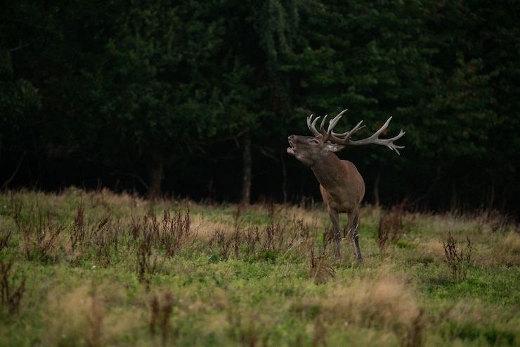Kostenlose Foto rotwild auf grünem hintergrund während der hirschbrunft im naturlebensraum