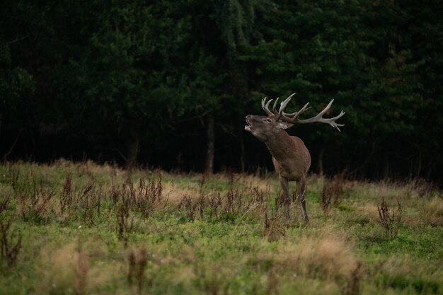 Rotwild auf grünem Hintergrund während der Hirschbrunft im Naturlebensraum